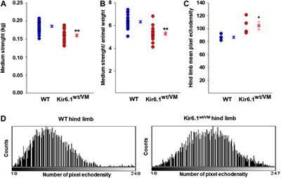 Pathophysiological Consequences of KATP Channel Overactivity and Pharmacological Response to Glibenclamide in Skeletal Muscle of a Murine Model of Cantù Syndrome